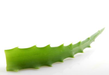 aloe vera bitkisi beyaz üzerine izole.