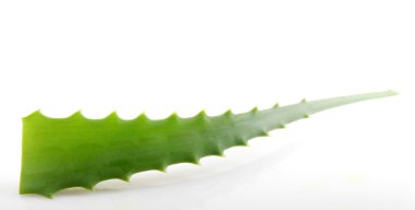aloe vera bitkisi beyaz üzerine izole.