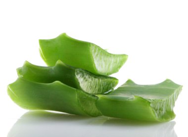 aloe vera bitkisi beyaz üzerine izole.