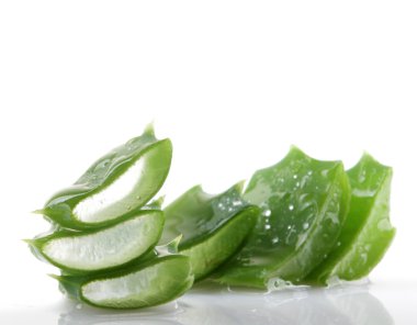 aloe vera bitkisi beyaz üzerine izole.