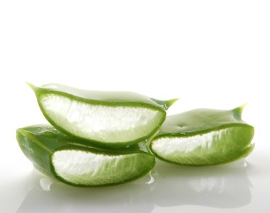 aloe vera bitkisi beyaz üzerine izole.