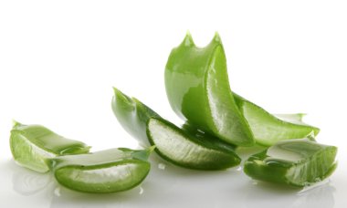 aloe vera bitkisi beyaz üzerine izole.