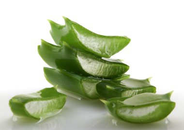 aloe vera bitkisi beyaz üzerine izole.