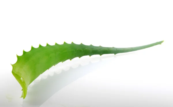 Aloe vera plant isolated on white. — Stock Photo, Image