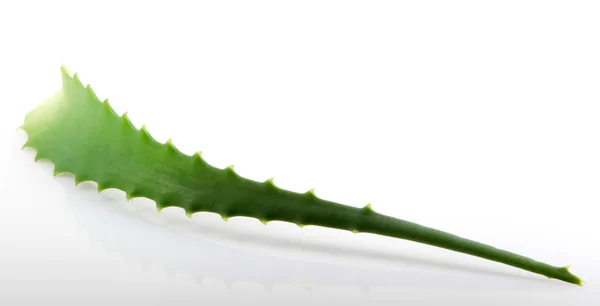 흰색으로 분리 된 알로 베 레아 식물. — 스톡 사진