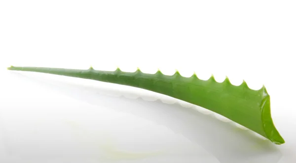 Aloe vera plante isolée sur blanc. — Photo