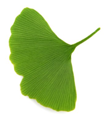 green ginkgo biloba isolated on white background clipart