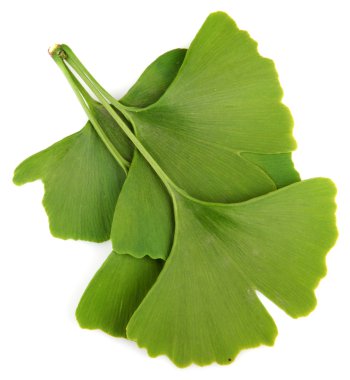 Beyaz arka plan üzerinde izole yeşil ginkgo biloba