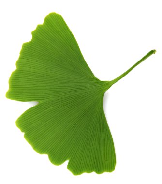 Beyaz arka plan üzerinde izole yeşil ginkgo biloba