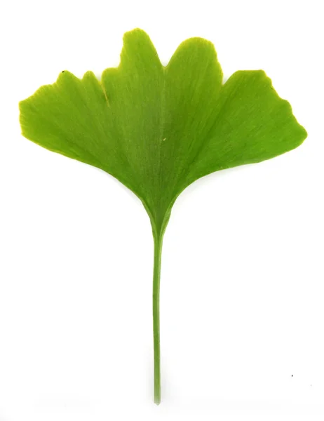 Ginkgo biloba verde aislado sobre fondo blanco — Foto de Stock