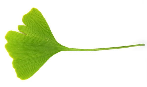 กิงโก้สีเขียว biloba แยกกันบนพื้นหลังสีขาว — ภาพถ่ายสต็อก