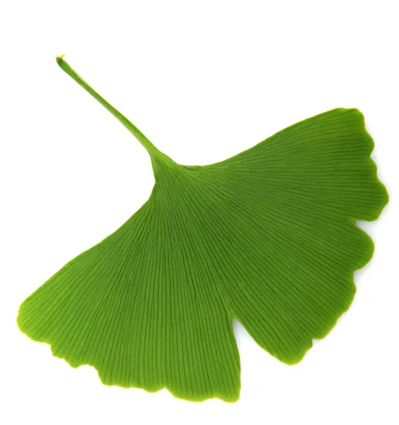 白の背景に分離された緑イチョウ葉 — ストック写真