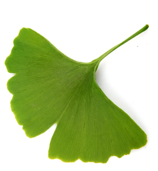 Πράσινο ginkgo biloba που απομονώνονται σε λευκό φόντο — Φωτογραφία Αρχείου