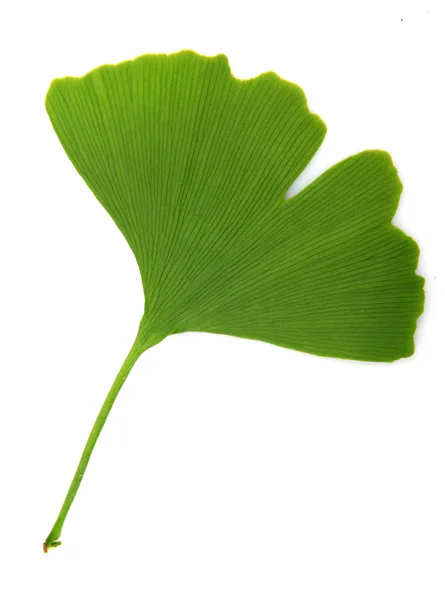 Ginkgo biloba verde isolado sobre fundo branco — Fotografia de Stock