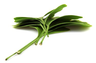 Ginkgo biloba yaprakları beyaz arkaplanda izole