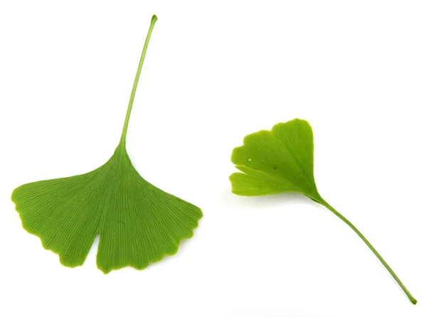 Ginkgo biloba daun terisolasi pada latar belakang putih — Stok Foto