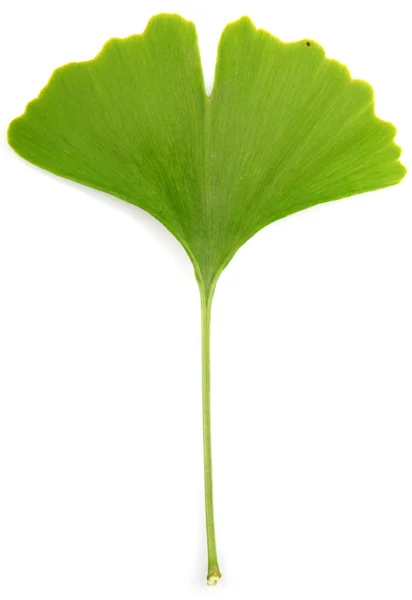 Ginkgo biloba bladeren geïsoleerd op witte achtergrond — Stockfoto