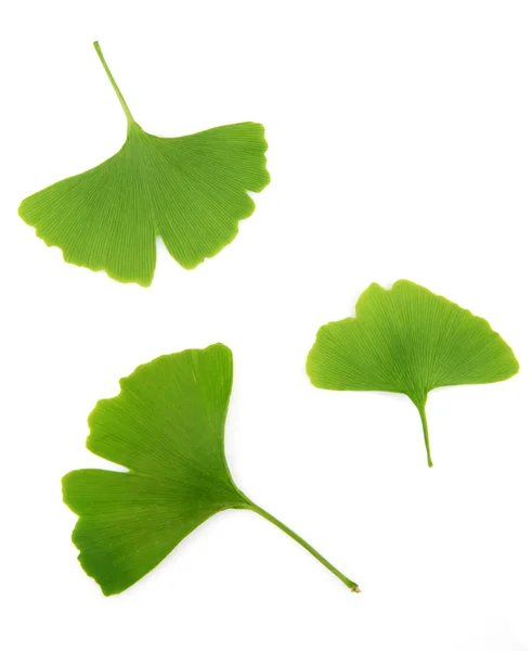 Ginkgo biloba foglie isolate su sfondo bianco — Foto Stock