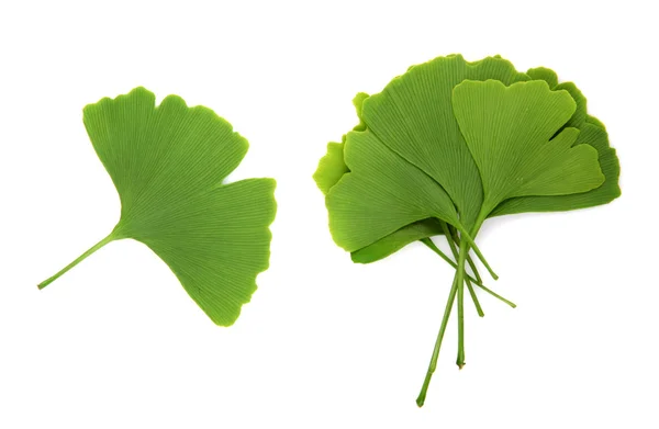 Ginkgo biloba hojas aisladas sobre fondo blanco —  Fotos de Stock