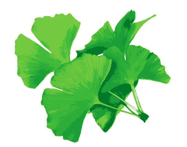 Ginkgo Biloba Közismert Nevén Ginkgo Vagy Gingko Más Néven Szűzhaj — Stock Fotó