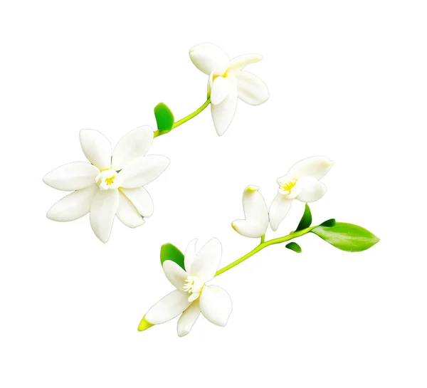 Vanilla flowers on white background. Vanilla is a spice derived from orchids of the genus Vanilla, primarily obtained from pods of the Mexican species, flat-leaved vanilla (V. planifolia)