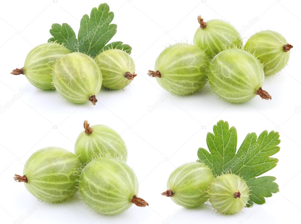 Set of green gooseberry fruit