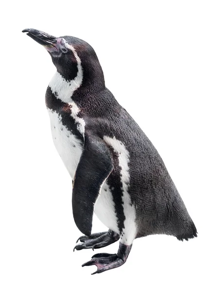 Пингвин изолирован на белом — стоковое фото