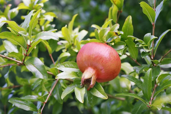 Ripe pomegranate fruit on tree branch — Stock Photo, Image