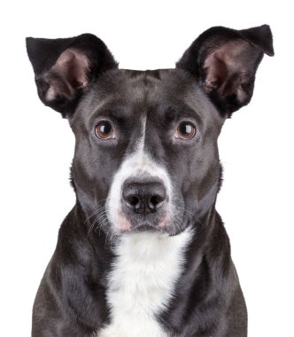 siyah köpek portresi