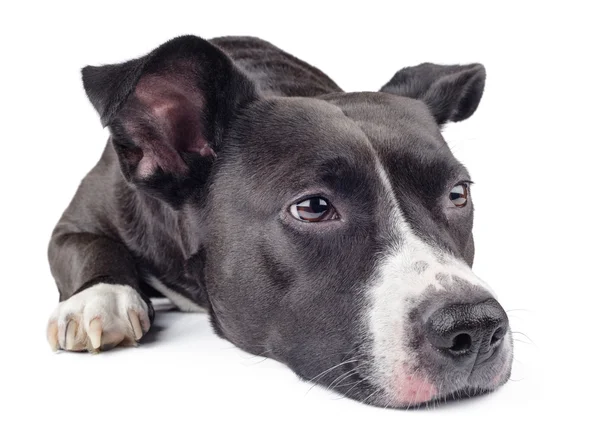 Hungry black dog — Stock Photo, Image