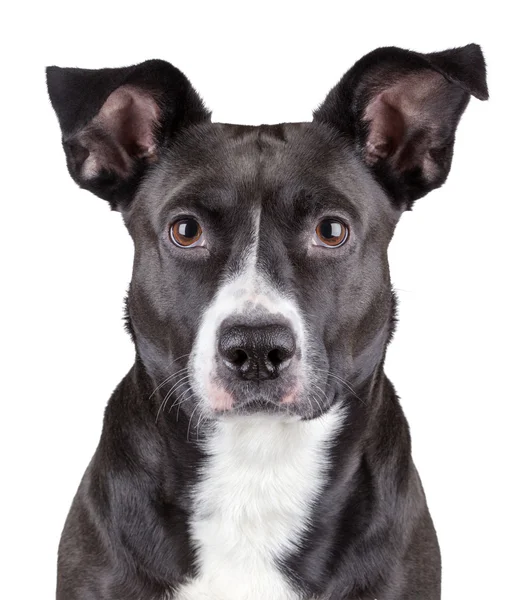 黑色可爱的小狗的肖像 — 图库照片