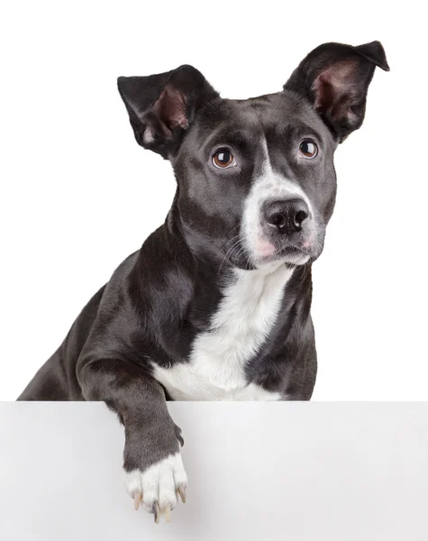 Black dog leaning on panel — Stock Photo, Image