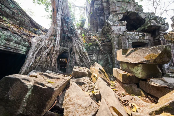 Templo Ta Prohm en Angkor Wat, Siem Reap, Camboya . —  Fotos de Stock