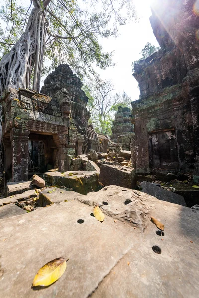 Templo Ta Prohm en Angkor Wat, Siem Reap, Camboya . —  Fotos de Stock