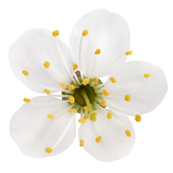 Flor de cereza sobre blanco —  Fotos de Stock