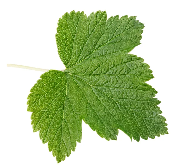 Currant leaf — Stock Photo, Image
