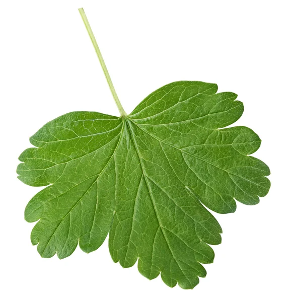 Gooseberry leaf — Stock Photo, Image