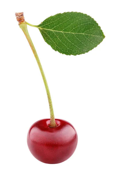 Вишневая ягода с листом, изолированным на белом — стоковое фото