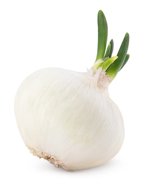 Bombilla de cebolla con brote verde aislado en blanco — Foto de Stock