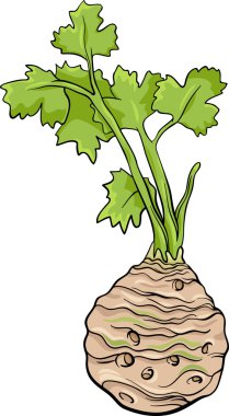 kereviz sebze karikatür çizimi