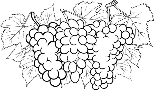 Bunches of grapes illustration for coloring — Stock Vector