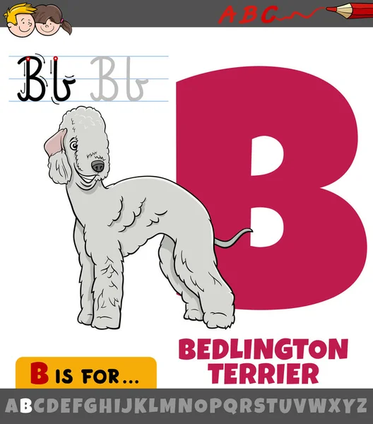 알파벳의 알파벳 설명하는 교육용 만화와 Bedlington Terrier Purered Dog Character — 스톡 벡터