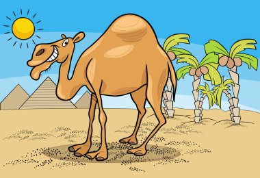 Cartoon illustration of dromedary camel animal character in the desert with pyramids
