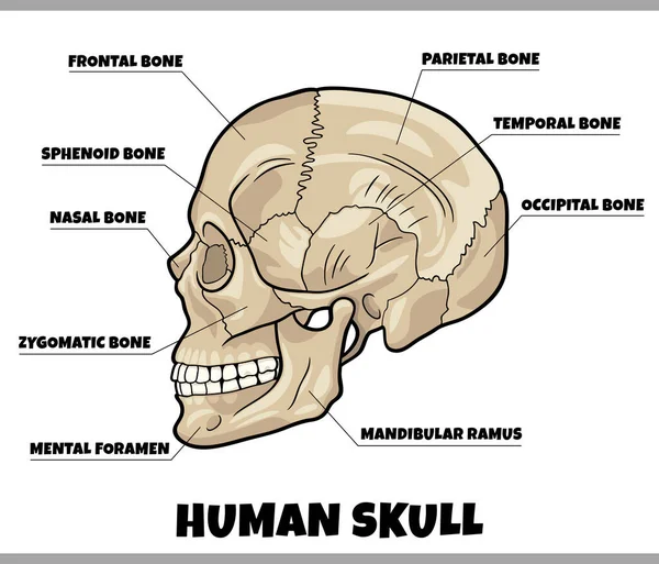 Ilustración Del Diagrama Anatomía Huesos Del Cráneo Humano — Vector de stock