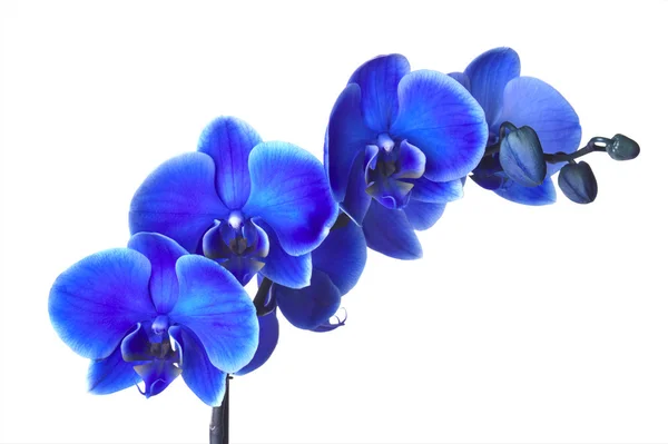 Orchidee — Foto Stock