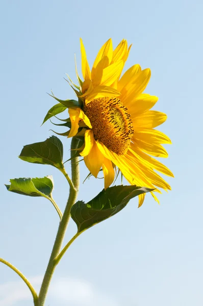 Girasol — Foto de Stock