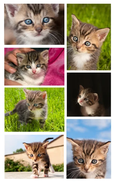 Young cats — Stock Photo, Image