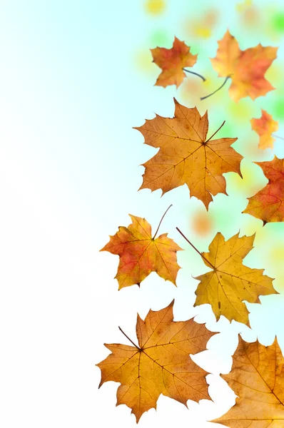 Fallende Blätter — Stock Photo, Image