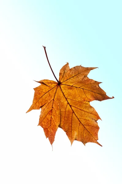 Meaple leaf — Stock Photo, Image
