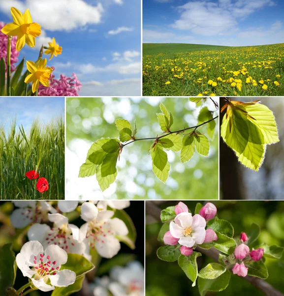 Collage de primavera —  Fotos de Stock